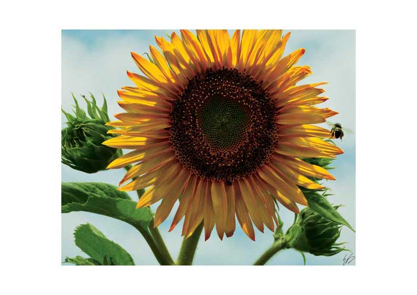 Sunflower and Bee