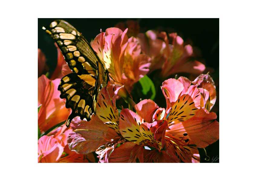 Santa Barbara Butterfly Sanctuary