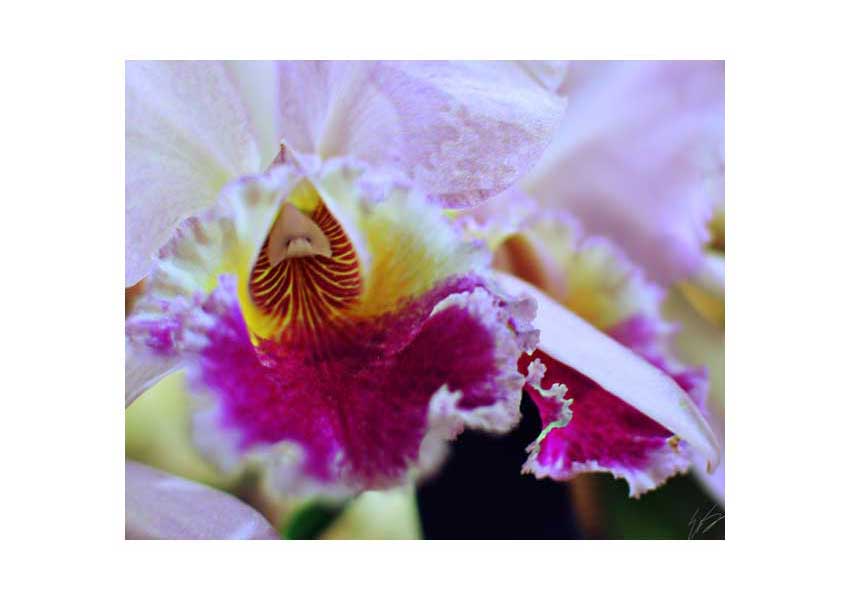 Original Orchids