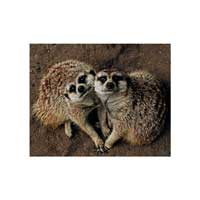 Meerkat Love